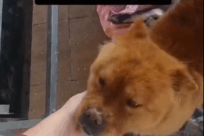 Cachorra é encontrada perdida e quase é atropelada no Montanhão; família procura tutor