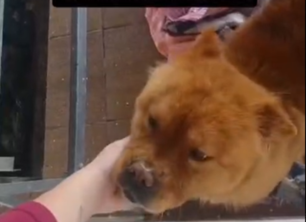 Cachorra é encontrada perdida e quase é atropelada no Montanhão; família procura tutor