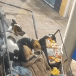 Momento fofo: Leitora de São Bernardo flagra cãezinhos descansando em carroça