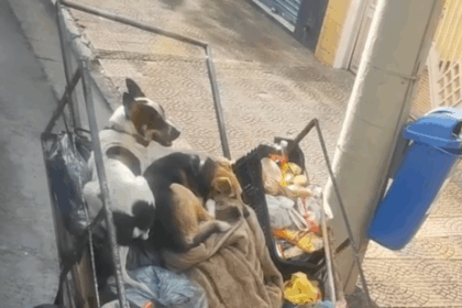 Momento fofo: Leitora de São Bernardo flagra cãezinhos descansando em carroça
