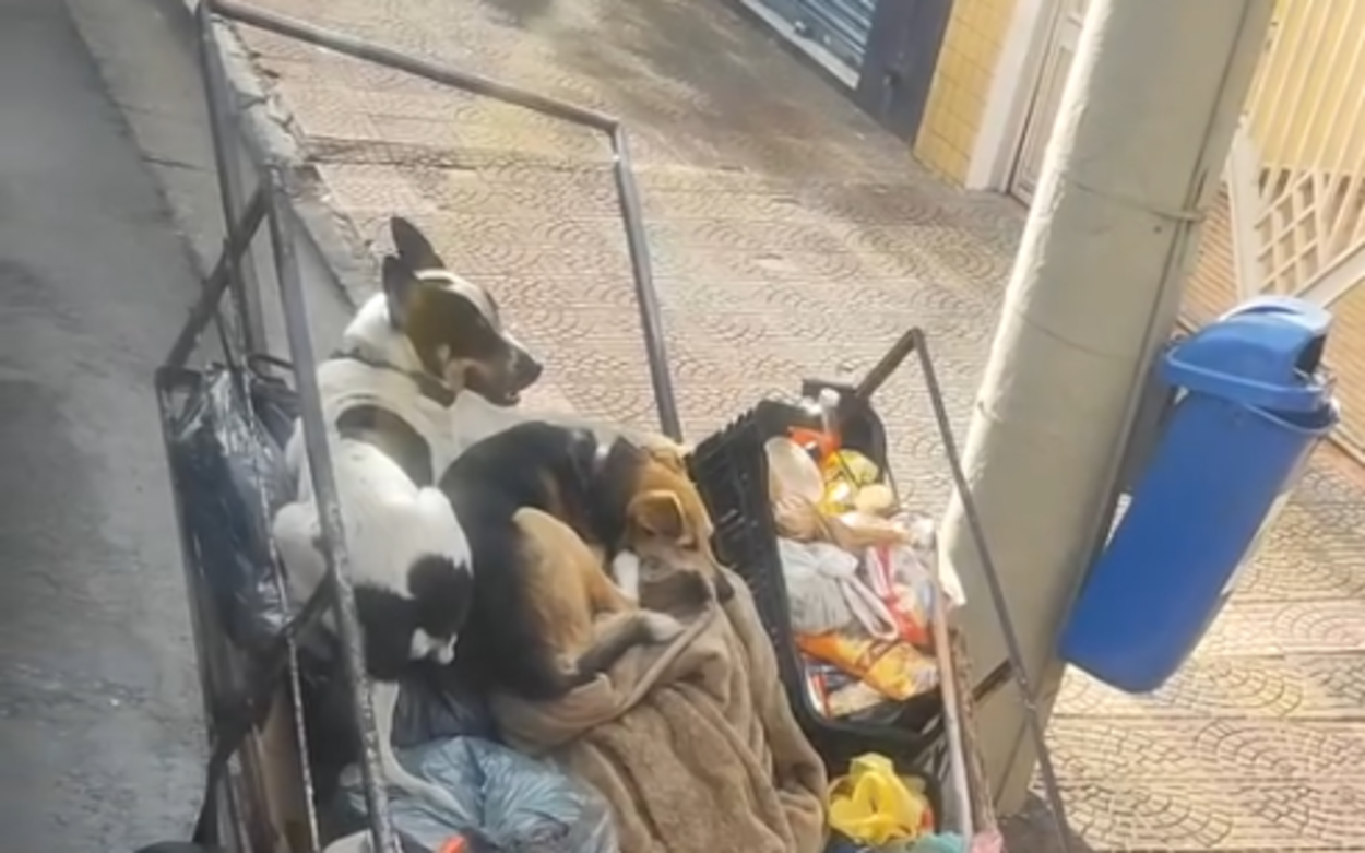 Momento fofo: Leitora de São Bernardo flagra cãezinhos descansando em carroça