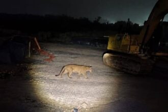 Flagrante na madrugada: Onça-parda é vista em pátio de tratores no ABCD