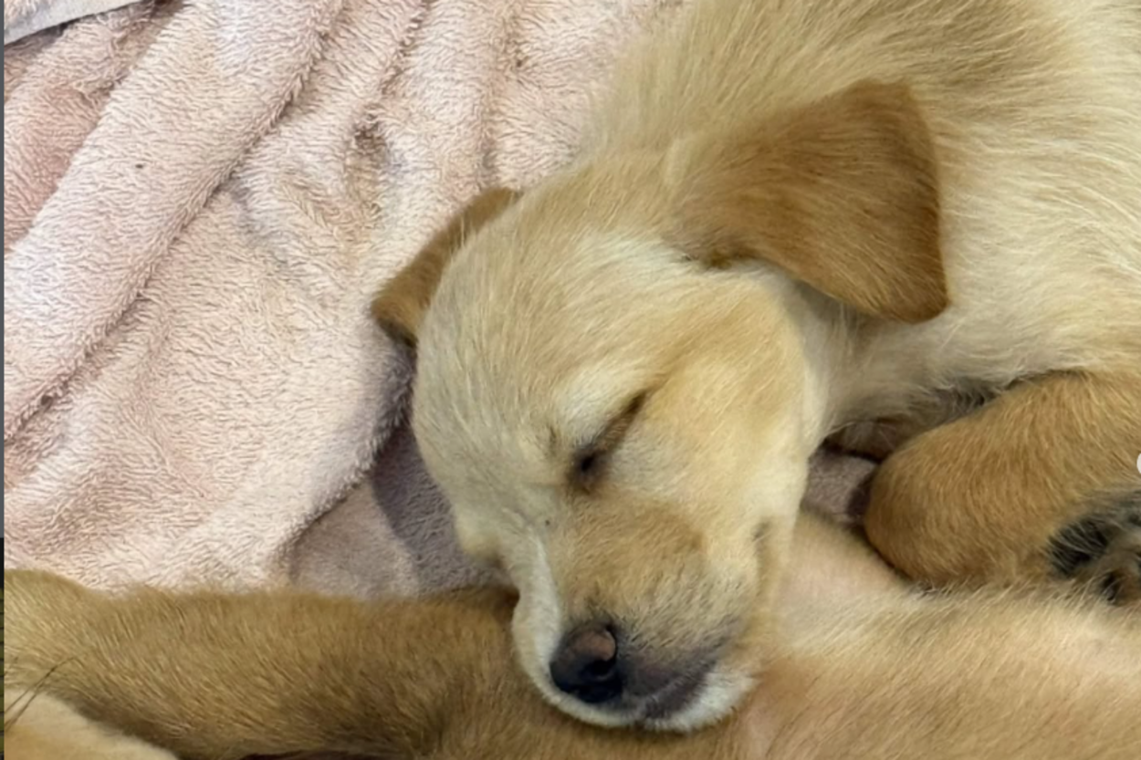 São Bernardo Plaza Shopping realiza novo evento de adoção de cães e gatos neste domingo