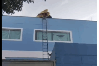 Ação rápida da GCM mobiliza agentes após suspeita de queda de balão em creche na Vila Vivaldi