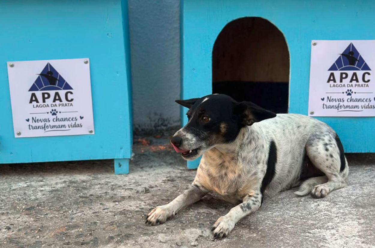 Projeto das casinhas para cães em Lagoa da Prata une recuperandos e causa animal para fabricar abrigos comunitários e gerar oportunidades 