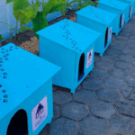 Detentos em MG transformam madeira reciclada em casinhas para cães e gatos de rua