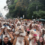 Encontro reúne mais de mil shih-tzus e movimenta a Avenida Paulista neste domingo