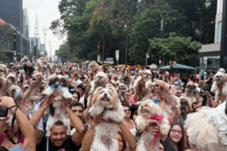 Encontro reúne mais de mil shih-tzus e movimenta a Avenida Paulista neste domingo