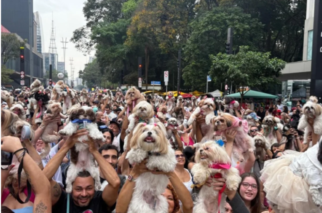 Encontro reúne mais de mil shih-tzus e movimenta a Avenida Paulista neste domingo