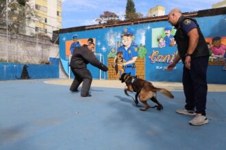 Cães da GCM de Diadema entram em fase final de treinamento