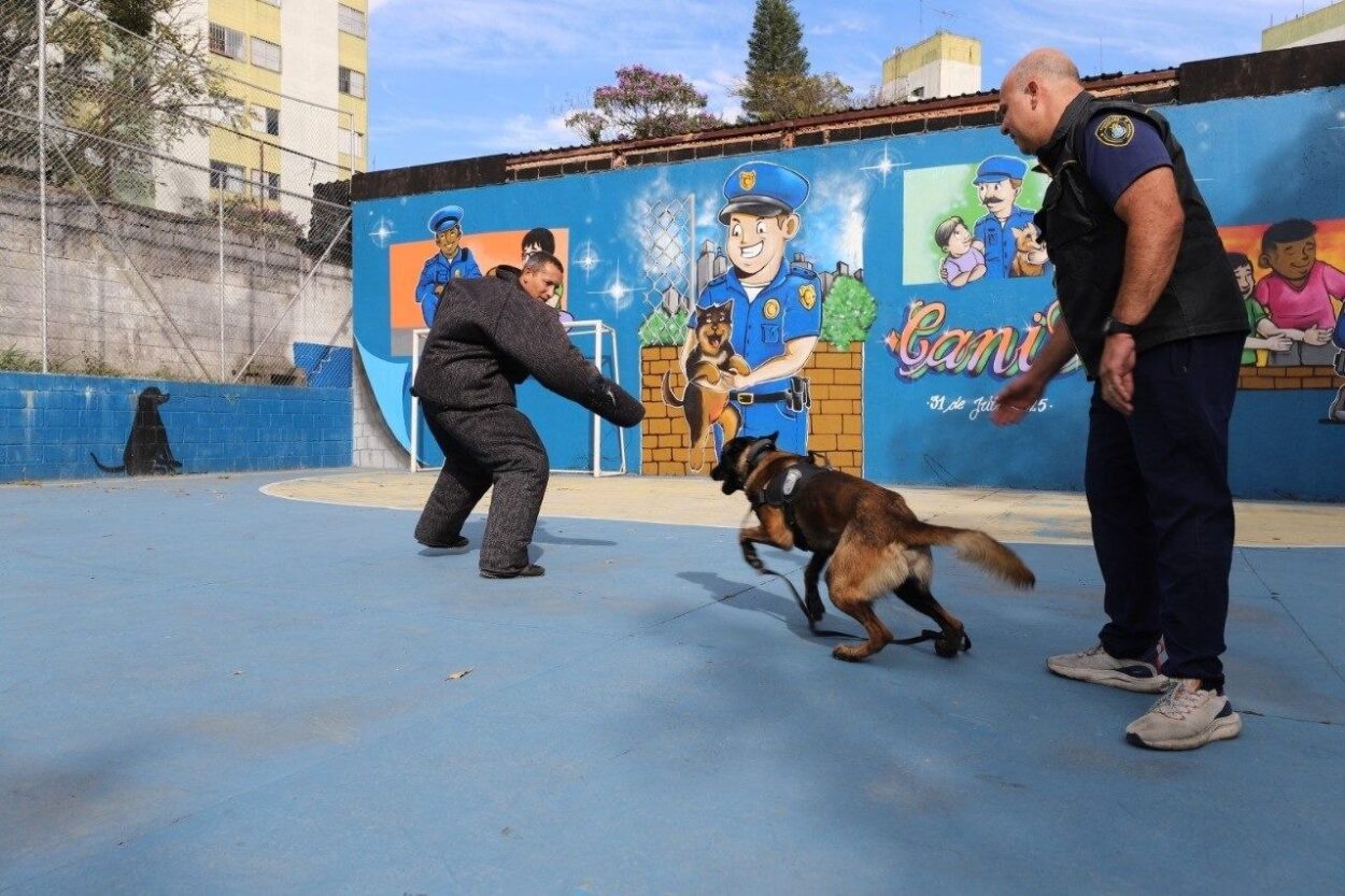 Cães da GCM de Diadema entram em fase final de treinamento