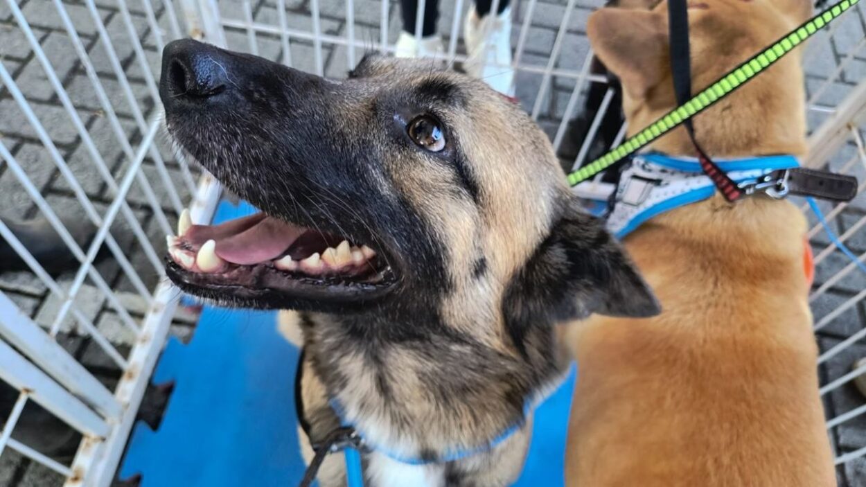 Projeto Tigela Cheia distribuiu 300 quilos de ração em troca de garrafas PET e reforçou ações de sustentabilidade e proteção animal no ChocoPaço