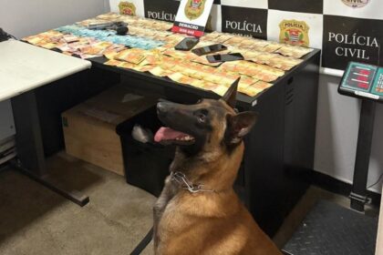 Atuação do Canil da GCM de São Caetano em operações e ações preventivas é destaque no Dia Mundial do Cão