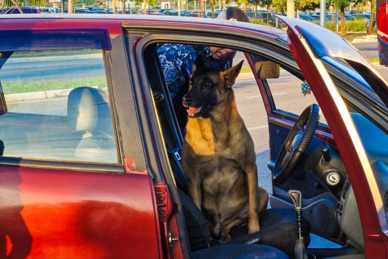 Um dos mais tradicionais do estado de São Paulo, o Canil da GCM de São Caetano conta atualmente com 14 cães