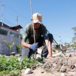 Prefeitura de Ribeirão Pires realiza plantio de 100 árvores na Avenida Flórida