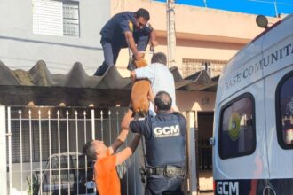 GCM resgata cachorro preso em telhado de casa em São Bernardo