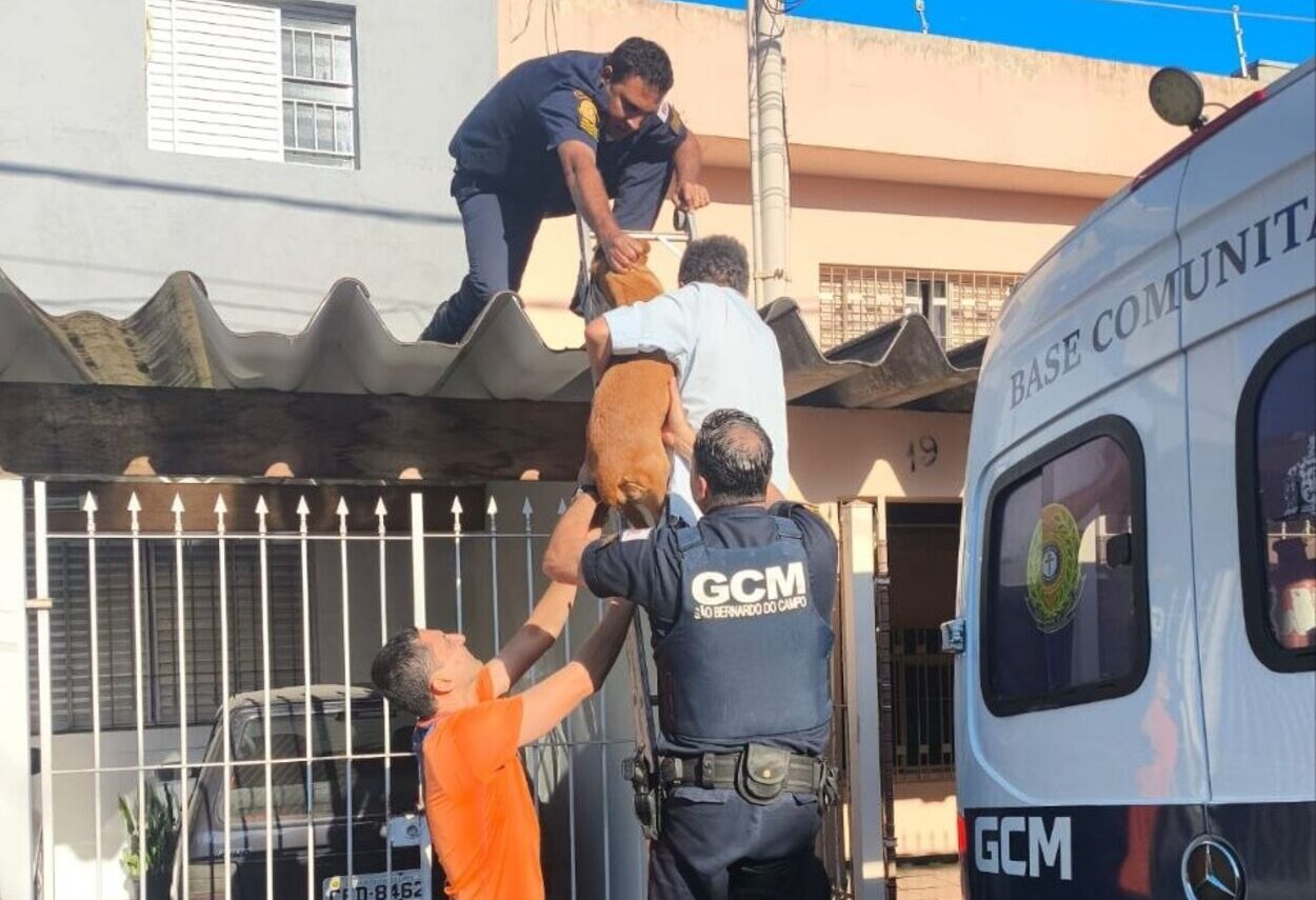 GCM resgata cachorro preso em telhado de casa em São Bernardo