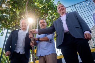 Ribeirão Pires inicia projeto para substituir árvores que oferecem risco à população e à rede elétrica
