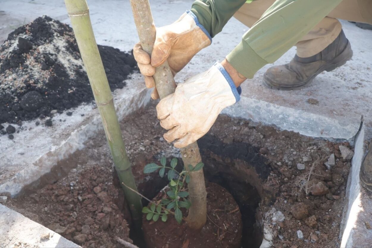Parceria entre Prefeitura de Ribeirão Pires e Enel prevê o plantio de espécies nativas mais adequadas ao ambiente urbano