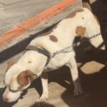 Pitbull é resgatado após ficar acorrentado por dias em São Bernardo