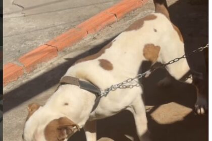 Pitbull é resgatado após ficar acorrentado por dias em São Bernardo
