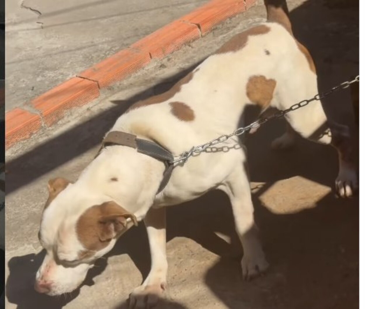 Pitbull é resgatado após ficar acorrentado por dias em São Bernardo