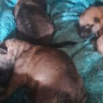 Cachorra e cinco filhotes morrem em área de mato no Alvarenga; três são resgatados com vida