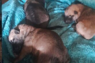 Cachorra e cinco filhotes morrem em área de mato no Alvarenga; três são resgatados com vida