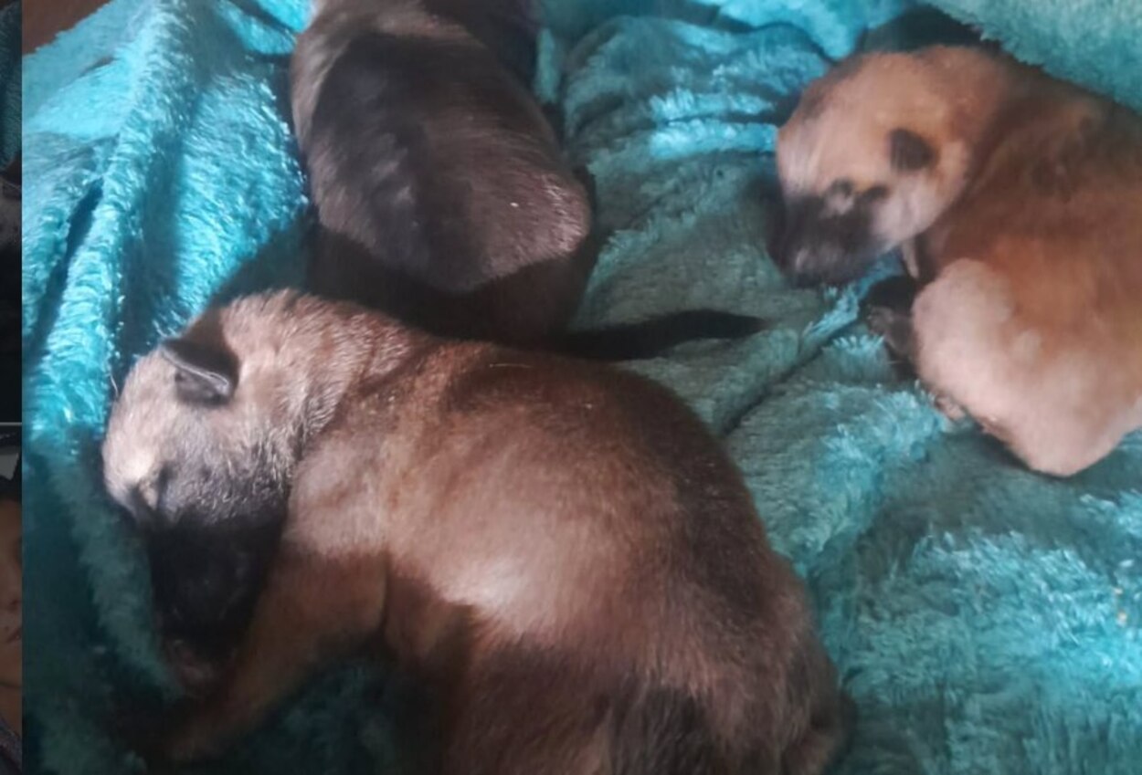 Cachorra e cinco filhotes morrem em área de mato no Alvarenga; três são resgatados com vida