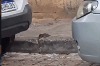 Infestação de ratos em obra particular assusta moradores na avenida Senador Vergueiro