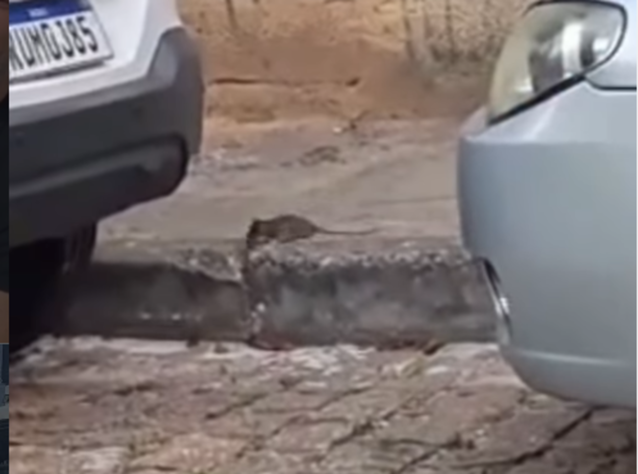 Infestação de ratos em obra particular assusta moradores na avenida Senador Vergueiro
