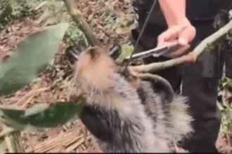 Saruê é resgatado de armadilha de caça no Parque Estadual da Serra do Mar