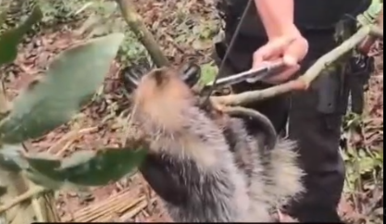 Saruê é resgatado de armadilha de caça no Parque Estadual da Serra do Mar