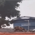 Família de saruês é flagrada em muro de escola estadual em São Bernardo do Campo