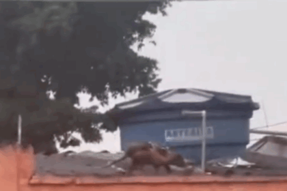 Família de saruês é flagrada em muro de escola estadual em São Bernardo do Campo