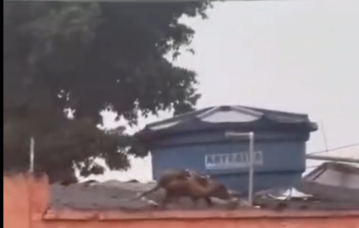 Família de saruês é flagrada em muro de escola estadual em São Bernardo do Campo