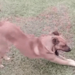 Cachorro que apareceu em rua do Parque Selecta teria atacado 11 pessoas