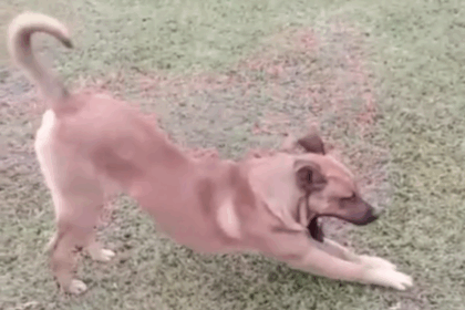 Cachorro que apareceu em rua do Parque Selecta teria atacado 11 pessoas