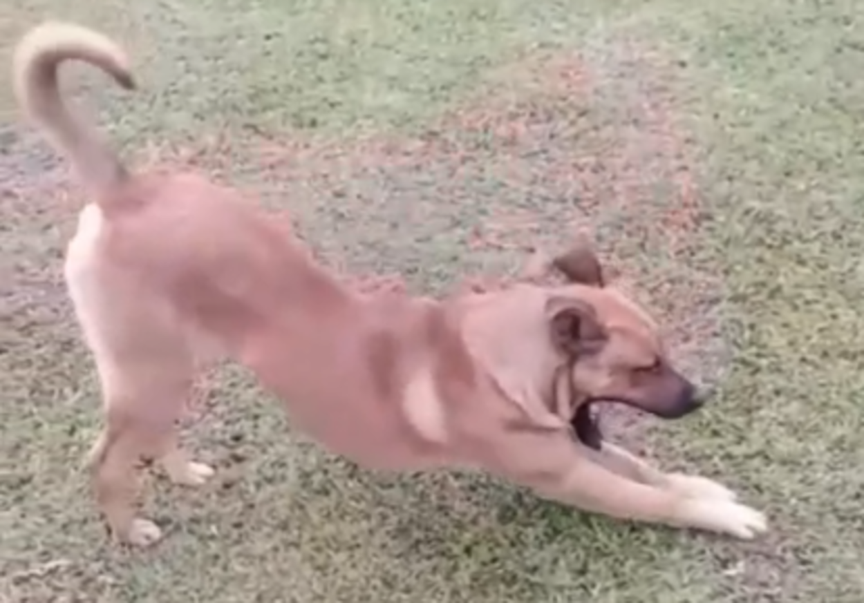 Cachorro que apareceu em rua do Parque Selecta teria atacado 11 pessoas
