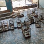 GCM Ambiental apreende 12 aves silvestres e aplica multa de R$ 35 mil no Alvarenga. Foto: Divulgação