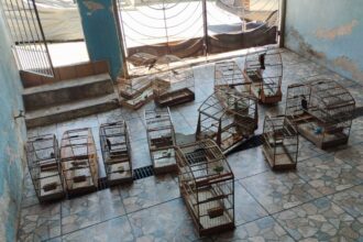 GCM Ambiental apreende 12 aves silvestres e aplica multa de R$ 35 mil no Alvarenga. Foto: Divulgação