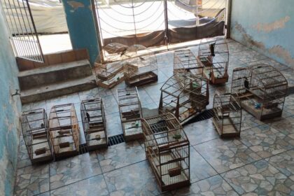 GCM Ambiental apreende 12 aves silvestres e aplica multa de R$ 35 mil no Alvarenga. Foto: Divulgação