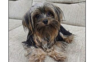 Cachorrinha Pandora desaparece no Jardim Ipanema e família pede ajuda para encontrá-la