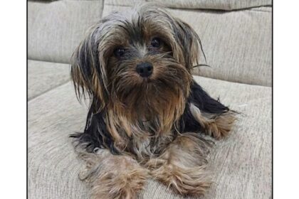 Cachorrinha Pandora desaparece no Jardim Ipanema e família pede ajuda para encontrá-la