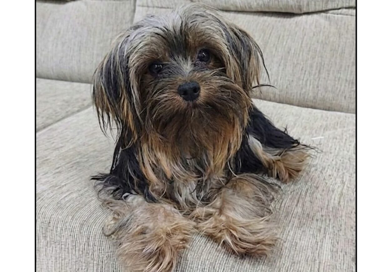 Cachorrinha Pandora desaparece no Jardim Ipanema e família pede ajuda para encontrá-la