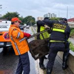 Capivara é resgatada após escapar de córrego durante fortes chuvas em São Caetano