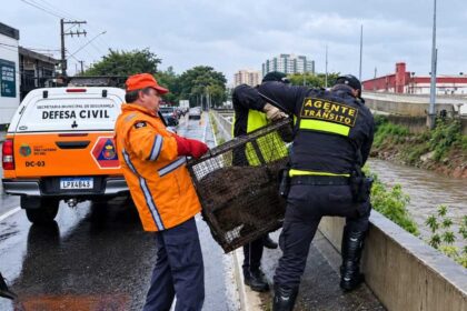 Capivara é resgatada após escapar de córrego durante fortes chuvas em São Caetano