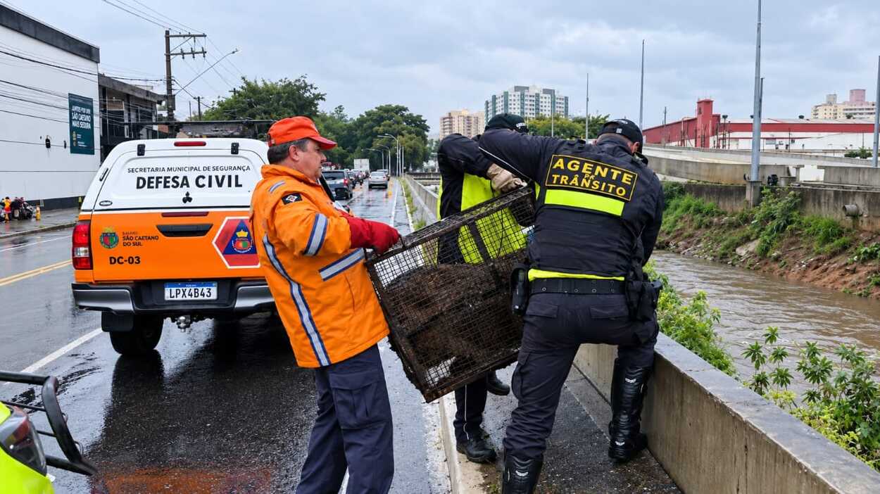 Capivara é resgatada após escapar de córrego durante fortes chuvas em São Caetano