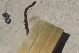 Aparição de duas cobras mortas em dois dias na Vila São Pedro chama a atenção em São Bernardo