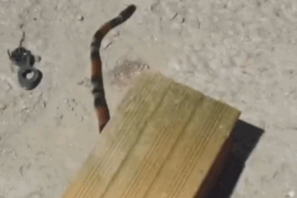 Aparição de duas cobras mortas em dois dias na Vila São Pedro chama a atenção em São Bernardo